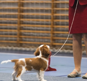 En hvalp, i et øjebliks ro på en Cavalierklub udstilling
