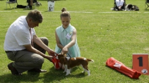 En BIR Baby Cavalier